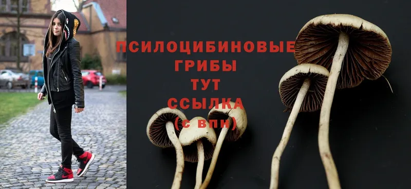 Псилоцибиновые грибы Psilocybe  где найти   hydra ТОР  Арамиль 